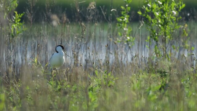 Lone Kluut in tall lush green vegetation looking at camera; static slow motion