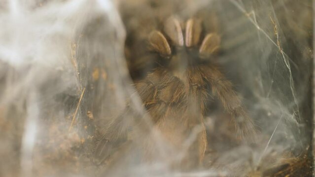 Refocus to reveal a large hairy burrowing spider sitting just behind a thick web