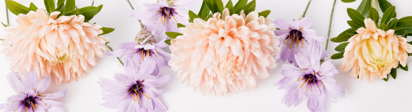 Autumn Bottom Border Of Dusty Aster And Dry Blue Flowers, Floral Banner Isolated On White Background. Top View With Copy Space.