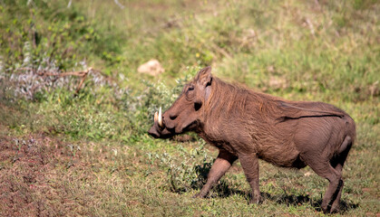 A common warthog (Phacochoerus africanus) this species of mammal lives in the African savannah, in the wild and in the African wildlife, these animals are very attractive for safaris.