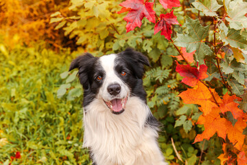Funny smiling puppy dog border collie sitting on fall colorful foliage background in park outdoor....