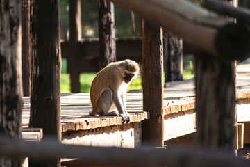 ein kleiner Affe sitzt auf einer Holzbrücke. Er spielt mit abgelenkt mit dem Holz. Kopf ist nach...