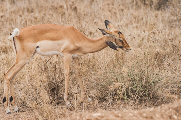 antilope grasend in der afrikanischen savanne. sie frisst trockenes hohes gras.