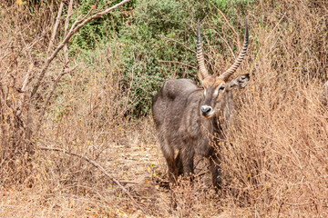 antilope versteckt sich zwischen geäst. antilope steht in der afrikanischen savanne und guckt nach links. trockene büsche .