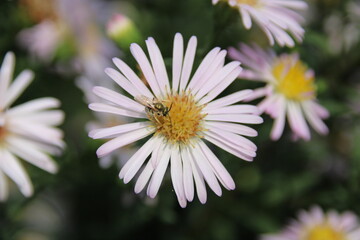 The Bee and the Daisy