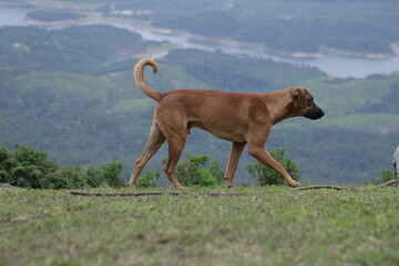 dog running in the field