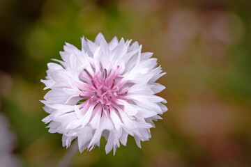 Summer macro of a white and pink cornflower,  against blurred meadow background