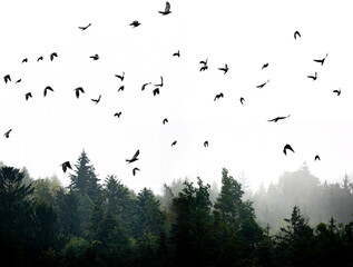 silhouette of forest against white sky - foggy dark forest