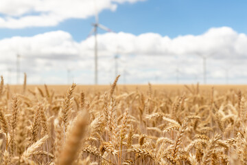 Scenic landscape view of wheat field harvest and big modern wind turbine mill farm against...