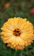 Yellow Calendula macro,  vertical,  against a green, blurred garden background
