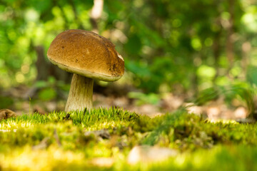 Bay Bolete (Boletus badius). A mushroom grows in the forest. Edible porous boletus mushroom. Boletus boletus in close-up sunlight. Natural wild forest mushrooms