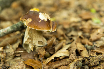Penny bun fungus Boletus edulis growing in the forest