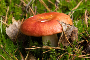 Russula xerampelina, also known as the crab brittlegill or the shrimp mushroom in forest