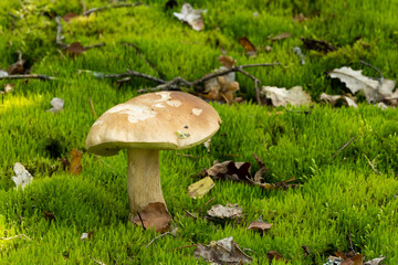 Calluna vulgaris known as Common Heather, ling, or simply heather and big edible mushroom - cep