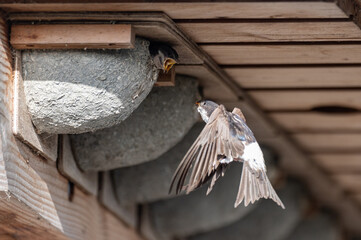 Delichon urbicum - Northern House-Martin - Hirondelle de fenêtre