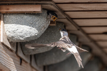 Delichon urbicum - Northern House-Martin - Hirondelle de fenêtre © Thomas
