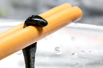 Extraction of medicinal leech extract on laboratory. Cosmetic production