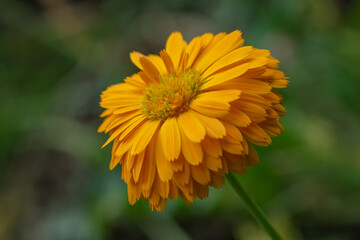 Single yellow Calendula flower macro against blurred garden backdrop