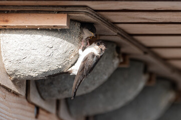Delichon urbicum - Northern House-Martin - Hirondelle de fenêtre © Thomas