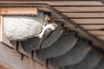 Delichon urbicum - Northern House-Martin - Hirondelle de fenêtre © Thomas