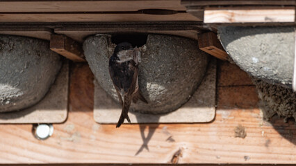 Delichon urbicum - Northern House-Martin - Hirondelle de fenêtre