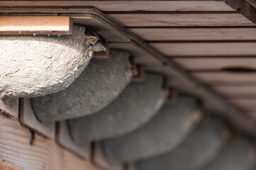 Delichon urbicum - Northern House-Martin - Hirondelle de fenêtre © Thomas