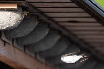 Delichon urbicum - Northern House-Martin - Hirondelle de fenêtre © Thomas
