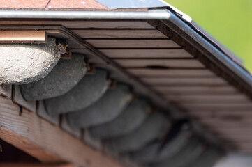 Delichon urbicum - Northern House-Martin - Hirondelle de fenêtre © Thomas
