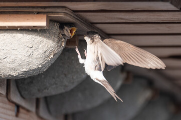 Delichon urbicum - Northern House-Martin - Hirondelle de fenêtre © Thomas
