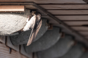 Delichon urbicum - Northern House-Martin - Hirondelle de fenêtre © Thomas