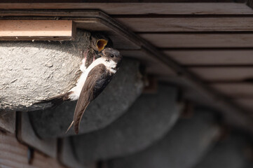 Delichon urbicum - Northern House-Martin - Hirondelle de fenêtre © Thomas
