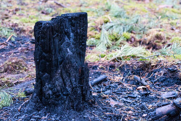 Smoke rising from a burned forest. Forest Fire. Development of forest fire. Flame is starting damage of trunk. Severe burn Fire destroyed everything Left only scorched trees and ashes