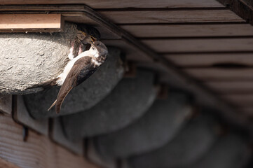 Delichon urbicum - Northern House-Martin - Hirondelle de fenêtre © Thomas
