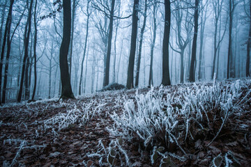 Fototapeta na wymiar Winter forest in the fog