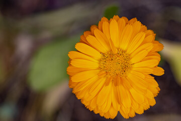 Large yellow Calendula summer macro with blurred garden background