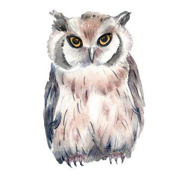 Wild animal owl watercolor illustration isolated on white background.