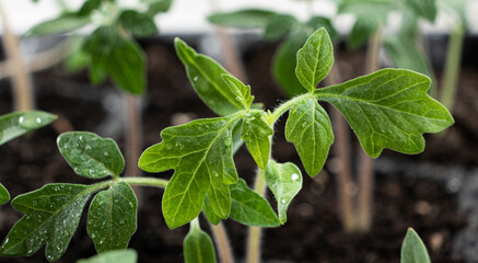Growing tomatoes from seeds, step by step. Step 7 - the sprouts have grown.