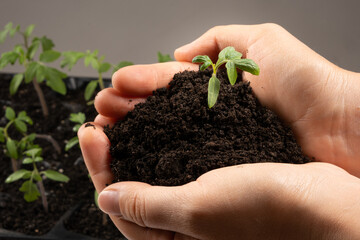 A young sprout with the earth in the hands of a man. The theme of horticulture and ecology.