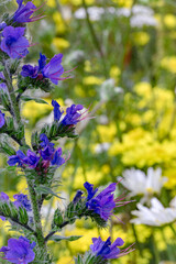 Summer meadow of yellow and purple wildflowers, with main focus on Boraginaceae