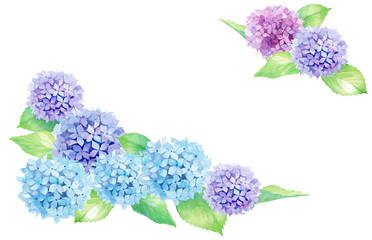 夏の花：アジサイの水彩イラスト。2隅装飾フレーム。（透過背景）