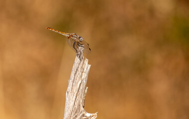 The dragonfly inn looking for food.