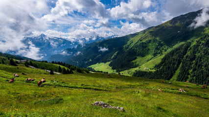 Fototapeta na wymiar Landschaft in den Zillertaler Alpen, Tirol, Österreich im Sommer - Kühe weiden auf der Alm