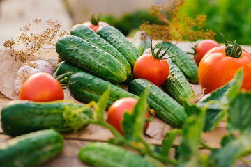 Fresh vegetables on a wooden background. Cucumbers, tomatoes, garlic, dill. Contoured sunlight. Organic farm. Organic vegetables. Summer harvest.