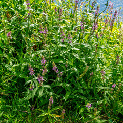 Close up of Marsh hedgenettle (Stachys palustris)
