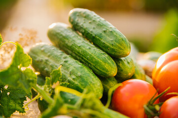 Fresh vegetables on a wooden background. Cucumbers, tomatoes, garlic, dill. Contoured sunlight. Organic farm. Organic vegetables. Summer harvest.