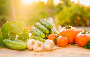 Fresh vegetables on a wooden background. Cucumbers, tomatoes, garlic, dill. Contoured sunlight. Organic farm. Organic vegetables. Summer harvest.