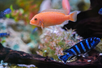 Colorful aquarium fish cichlids swim in the aquarium