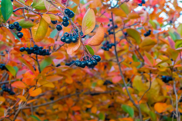 Fototapeta na wymiar bright autumn background leaves and fruits of chokeberry Bush