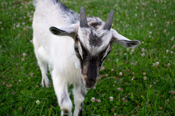 A front view of little goat with horns on a green pasture with flowers