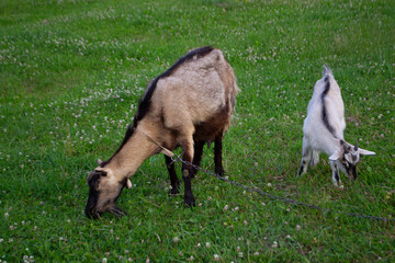 A kid with a mother goat graze in a meadow with lush green grass on different sides